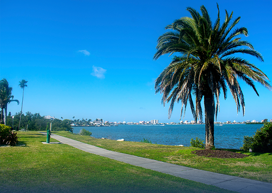 Palm tree seaside walk path